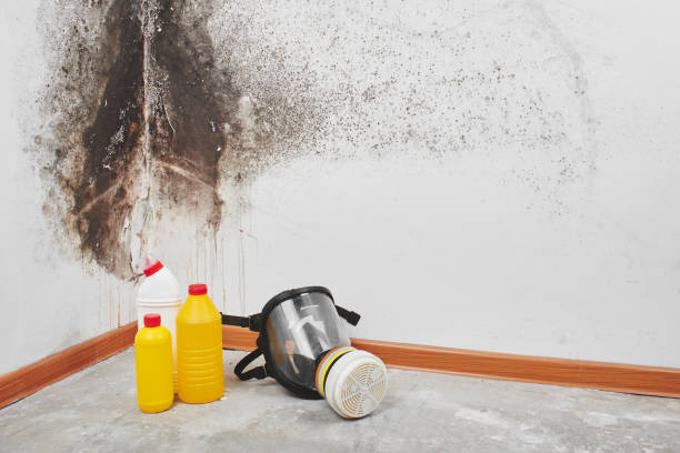 Best Fast Mold Removal  in Woodville, OH