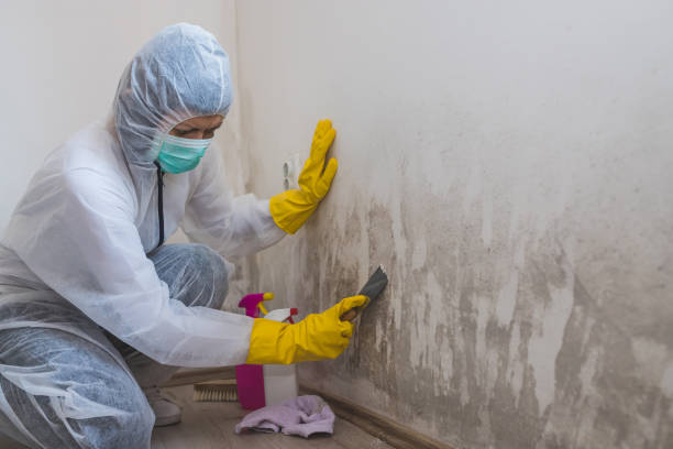 Best Residential Mold Removal  in Woodville, OH