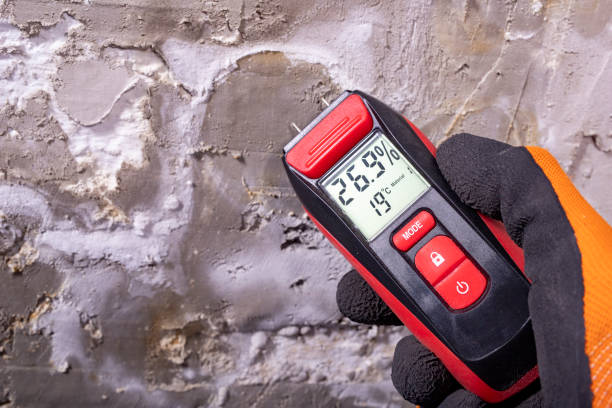 Best Same-Day Mold Removal  in Woodville, OH