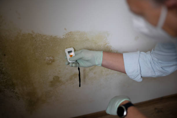 Crawl Space Mold Removal in Woodville, OH