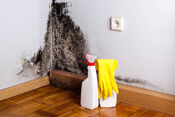 Best Residential Mold Removal  in Woodville, OH