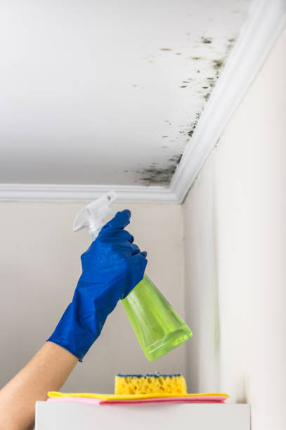 Best Crawl Space Mold Removal  in Woodville, OH