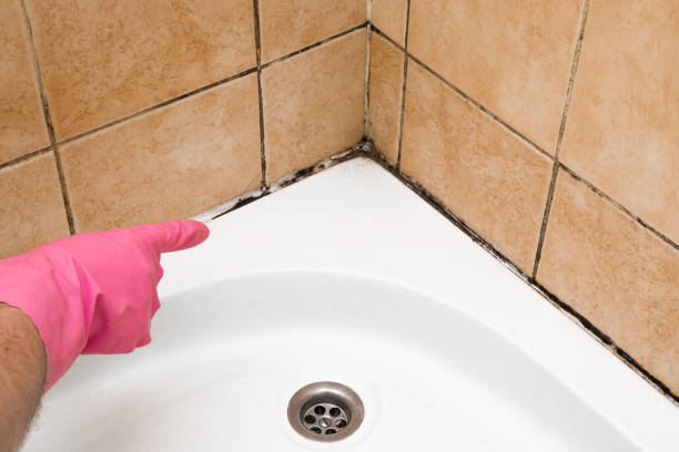 Mold Removal and Inspection in Woodville, OH